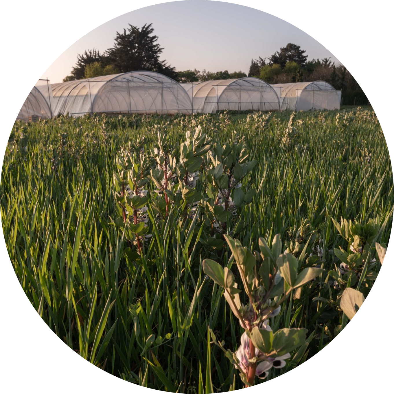 Photo d'un champ. On aperçoit 4 serres en plastique.