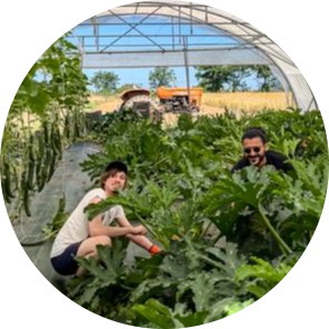 Deux salariés sont accroupis dans une serre. Ils sont près de plants de courgettes. Un tracteur est au fond de la serre, en arrière plan.