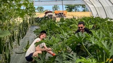 Deux salariés sont accroupis dans une serre. Ils sont près de plants de courgettes. Un tracteur est au fond de la serre, en arrière plan.