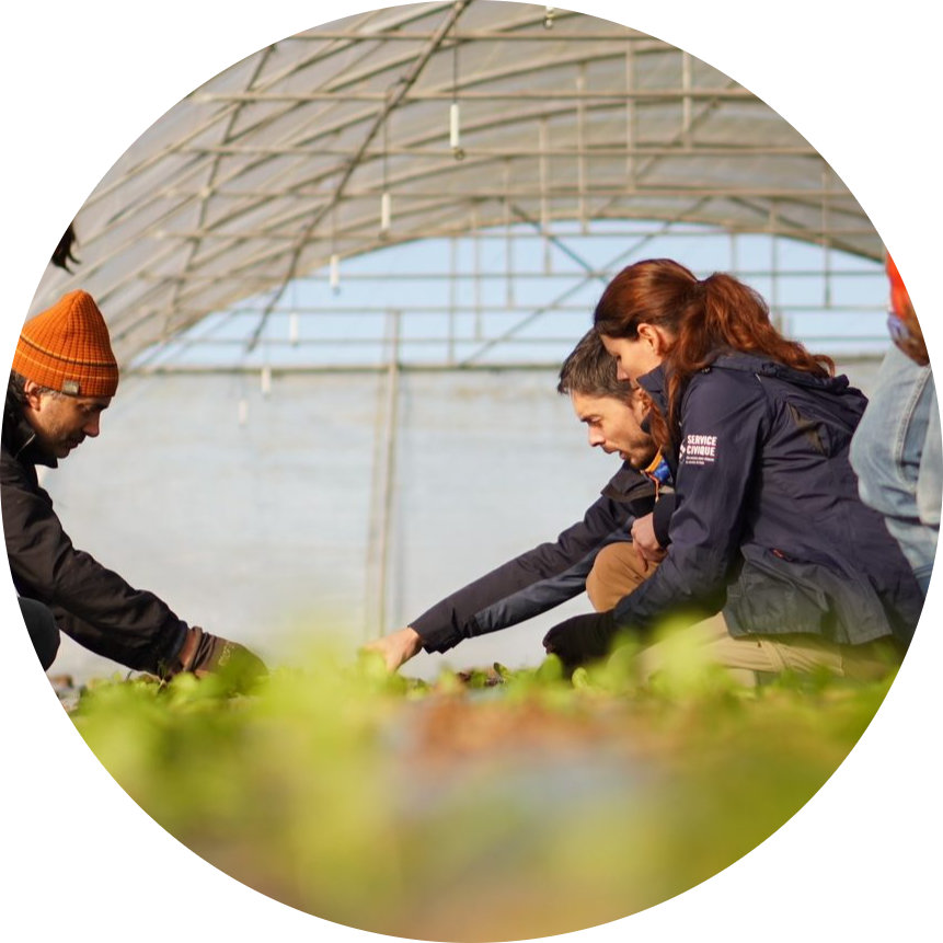 4 salariés sont accroupies dans une serre. Ils plantes des épinards.