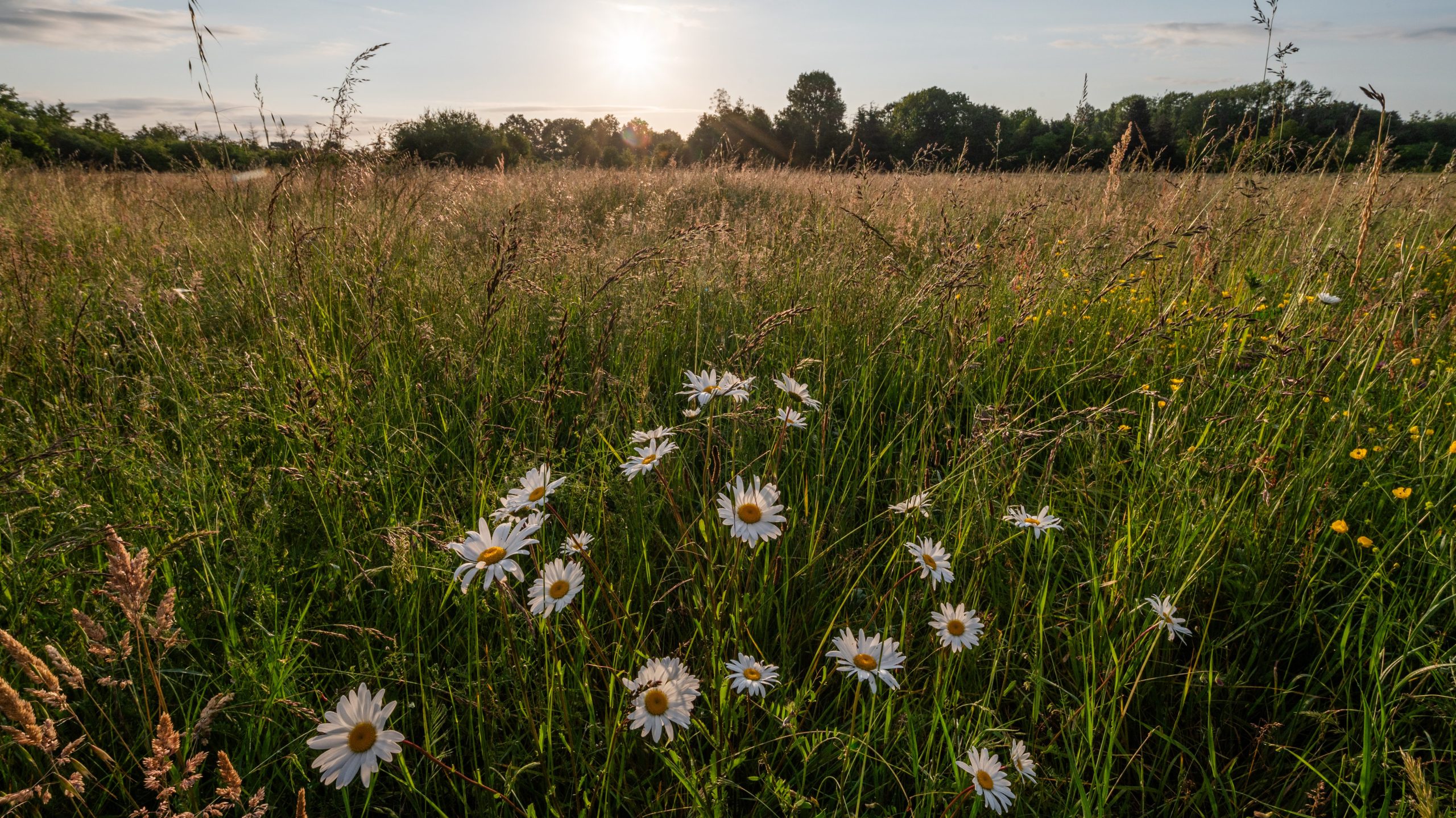 Un champs laissé en jachère. Une dizaine de pâquerettes sont au premier plan. En arrière plan, des arbres et un ciel bleu.
